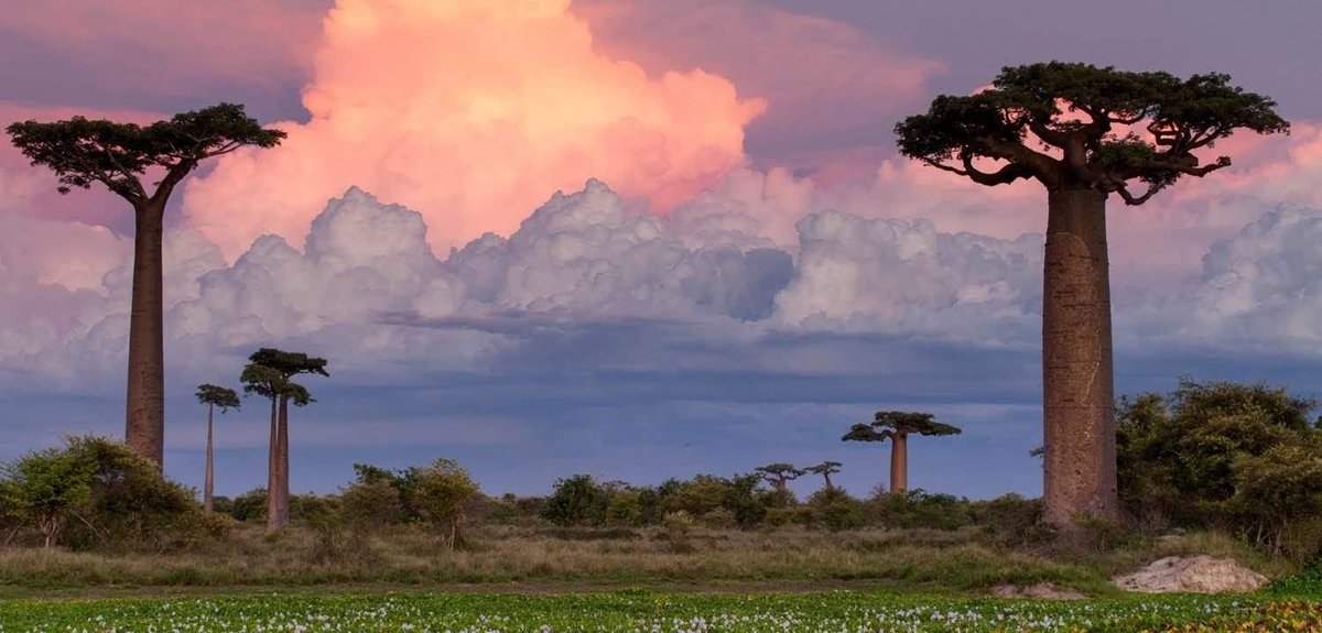 На фото: Маврикий + Мадагаскар, 118 Маврикий + Мадагаскар, 118