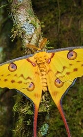 Маврикий + Мадагаскар