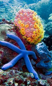 Маврикий + Мадагаскар