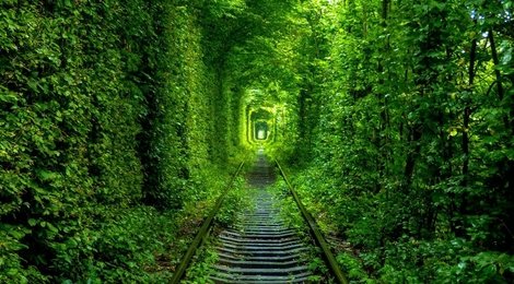 На фото: Tunnel of Love in Ukraine Day Trip to Klevan from Kiev from €70, 118 Tunnel of Love in Ukraine Day Trip to Klevan from Kiev from €70, 118