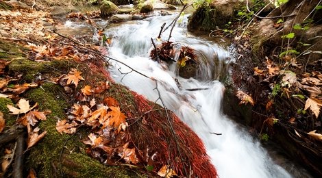 На фото: Голанские высоты. Заповедник Баниас- 65 USD, 118 Голанские высоты. Заповедник Баниас- 65 USD, 118