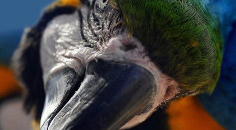 На фото: Парк Джунгли Попугаев — Майами- 175 USD, 118 Парк Джунгли Попугаев — Майами- 175 USD, 118