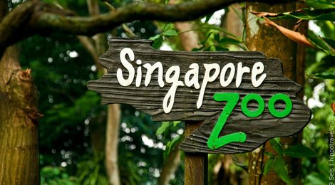 На фото: Сингапурский зоопарк, 118 Сингапурский зоопарк, 118