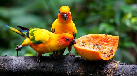 На фото: Парк птиц Джуронг, 121 Парк птиц Джуронг, 121