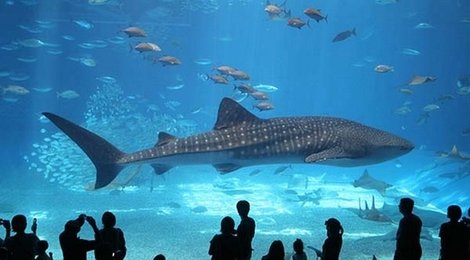 На фото: Аквариум в Хургаде, 118 Аквариум в Хургаде, 118