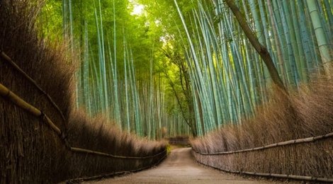 Бамбуковый лес Сагано, 112