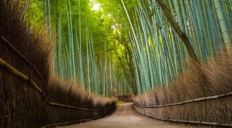 На фото: Бамбуковый лес Сагано, 118 Бамбуковый лес Сагано, 118