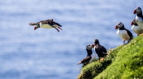 На фото: Вестманнаэйяр или Вестманские острова , 118 Вестманнаэйяр или Вестманские острова , 118