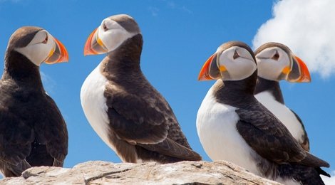 На фото: Тингвеллир, 121 Тингвеллир, 121