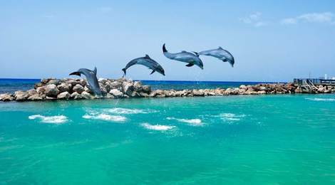 На фото: Долфин-Коув, 118 Долфин-Коув, 118