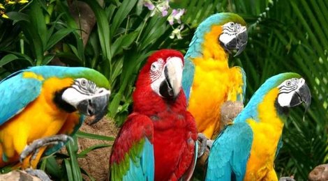 На фото: Парк птиц Джуронг, 119 Парк птиц Джуронг, 119