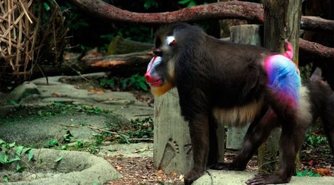 На фото: Сингапурский зоопарк, 123 Сингапурский зоопарк, 123