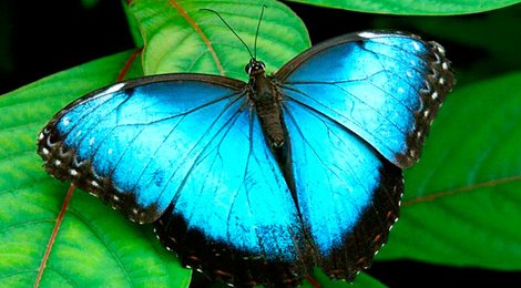 На фото: Ферма бабочек в Алахуэле, 118 Ферма бабочек в Алахуэле, 118