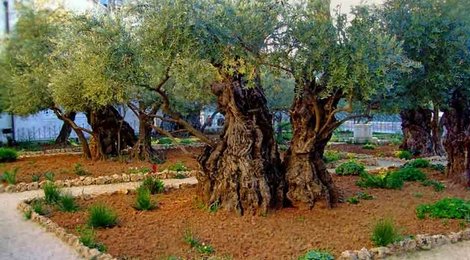 На фото: Гефсиманский сад, 118 Гефсиманский сад, 118