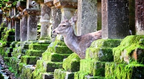 На фото: Город Нара, 118 Город Нара, 118