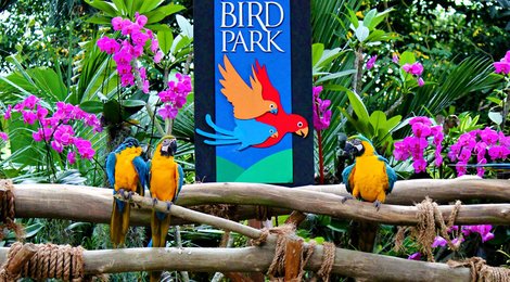 На фото: Парк птиц Джуронг, 118 Парк птиц Джуронг, 118