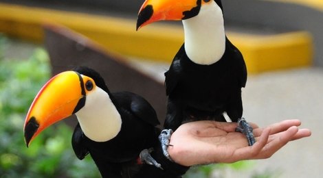 На фото: Парк птиц Джуронг, 120 Парк птиц Джуронг, 120