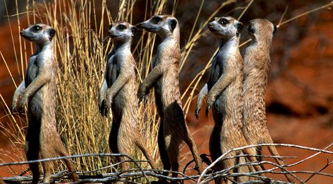 На фото: Калахари — Гемсбок, 118 Калахари — Гемсбок, 118