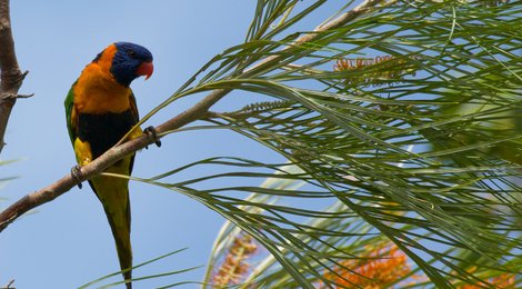 На фото: Национальный парк «Какаду», 118 Национальный парк «Какаду», 118