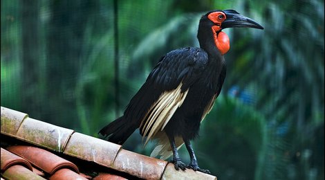 На фото: Куала-лумпурский парк птиц, 118 Куала-лумпурский парк птиц, 118