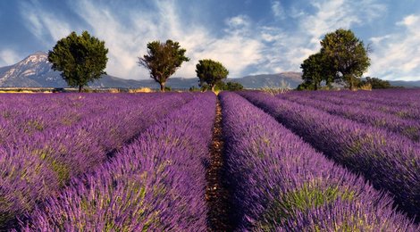 На фото: Лавандовые поля во Франции, 118 Лавандовые поля во Франции, 118