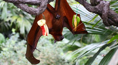 На фото: Сингапурский зоопарк, 119 Сингапурский зоопарк, 119