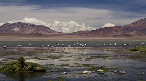 На фото: Национальный заповедник Лос-Фламенкос, 118 Национальный заповедник Лос-Фламенкос, 118