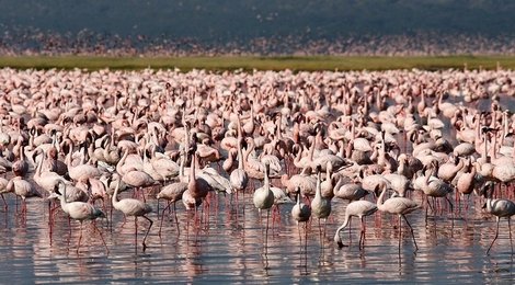 На фото: Накуру, 118 Накуру, 118