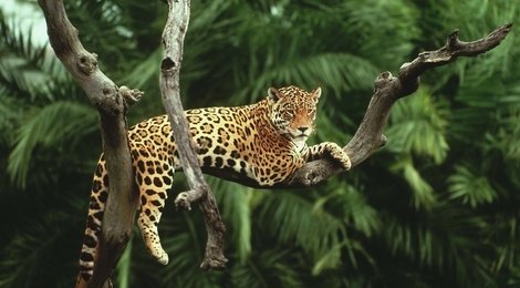 На фото: Наследие тропического леса Суматры, 118 Наследие тропического леса Суматры, 118