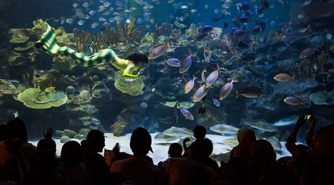 На фото: Океанариум Куала-Лумпура, 118 Океанариум Куала-Лумпура, 118