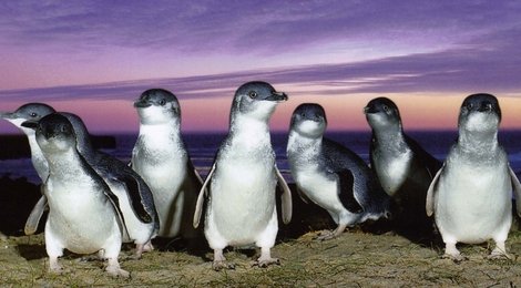 На фото: Остров Филиппа, 118 Остров Филиппа, 118