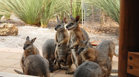 На фото: Остров Кенгуру, 118 Остров Кенгуру, 118