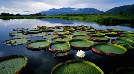 На фото: Пантанал, 118 Пантанал, 118