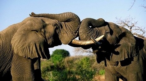 На фото: Пиланесберг, 118 Пиланесберг, 118