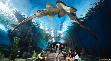 На фото: Океанариум , 122 Океанариум , 122