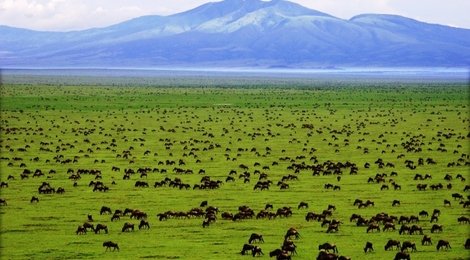 На фото: Парк Серенгети , 118 Парк Серенгети , 118