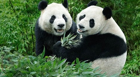 На фото: Сингапурский зоопарк, 121 Сингапурский зоопарк, 121