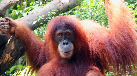 На фото: Сингапурский зоопарк, 122 Сингапурский зоопарк, 122