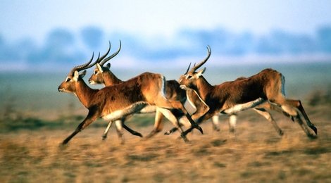 На фото: Сир-Бани-Яс, 118 Сир-Бани-Яс, 118