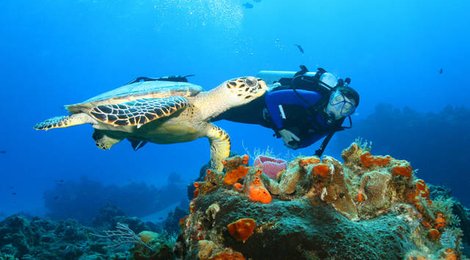 На фото: Ватаму, 118 Ватаму, 118