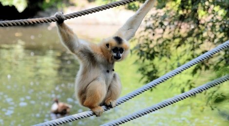 На фото: Заповедник Бокео, 118 Заповедник Бокео, 118