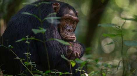 На фото: Заповедник Острова Шимпанзе, 118 Заповедник Острова Шимпанзе, 118