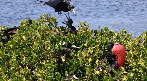 На фото: Заповедник птиц-фрегатов, 118 Заповедник птиц-фрегатов, 118