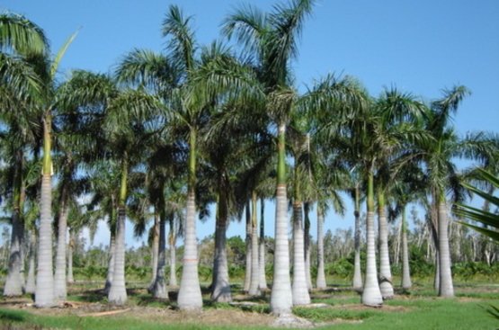 Італія Royal Palm