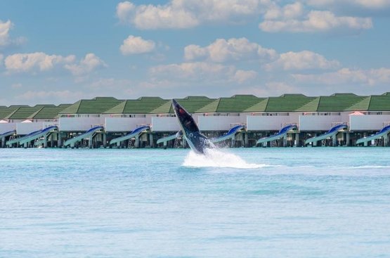Мальдивы Siyam World Maldives