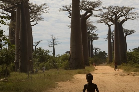 Мадагаскар. Подорож до країни баобабів, 118