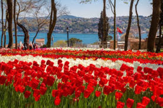 Фестиваль тюльпанов в Стамбуле, 114