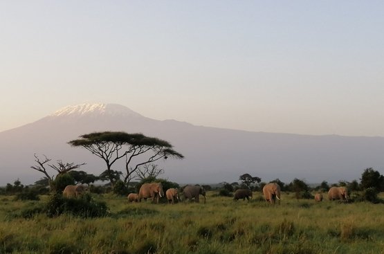 Кения Сафари (5 дн) : Масаи Мара- Озеро Найваша- Амбосели, 112