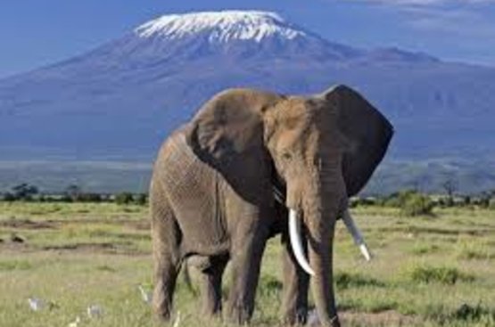  Сафарі в Національних парках Амбоселі та Західний Цаво + відпочинок на Діані Біч, 125