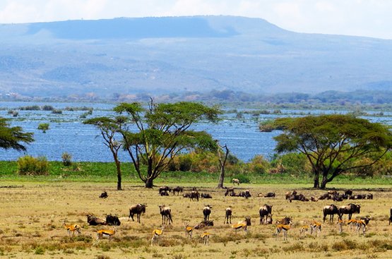 Кения Сафари (5 дн) : Масаи Мара- Озеро Найваша- Амбосели, 117